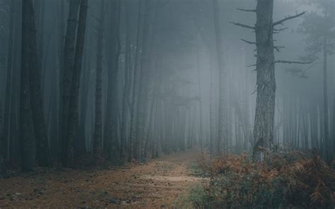 1680x1050 Forest Fog Wallpapers Top Free 1680x1050 Forest Fog
