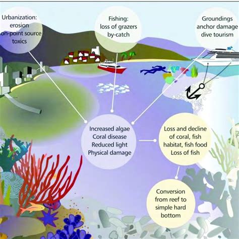 Conceptual Model Of A Coral Reef Ecosystem Illustrating Local Effects