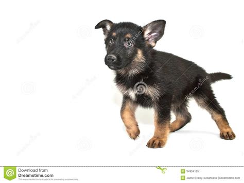 berger allemand puppy image stock image du canin race