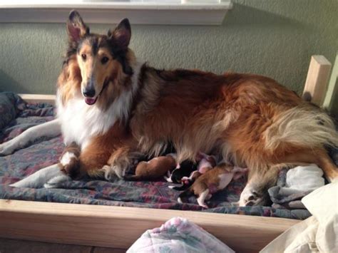 AKC Rough Collie Puppies for Sale in Pflugerville, Texas Classified | AmericanListed.com