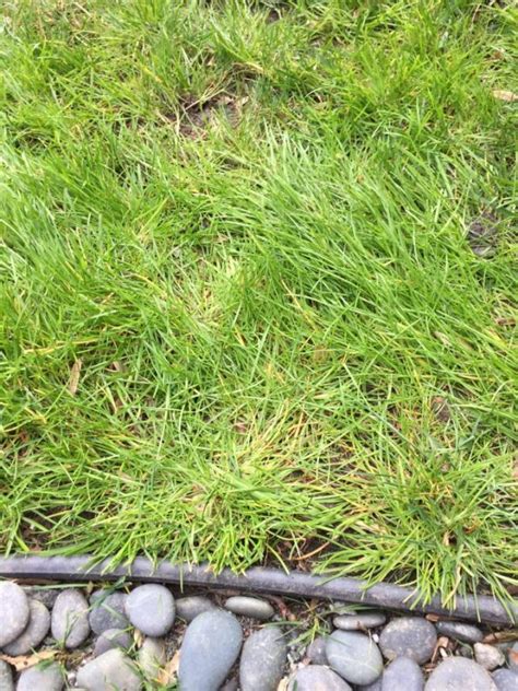 Help Some Kind Of Grass Is Destroying My Fescue Walter Reeves The