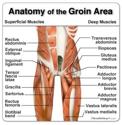 Key facts about hip muscles. Anatomy of the Groin Area - home to some of the more ...