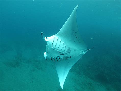 Mauis Underwater Life Marine Animals In Maui