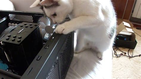 The Cat Is Repairing A Computer Youtube