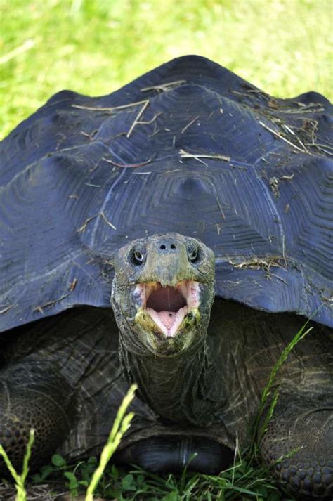 Angry Turtle In Virginia Safari Park Dmitry Kislyakov Flickr