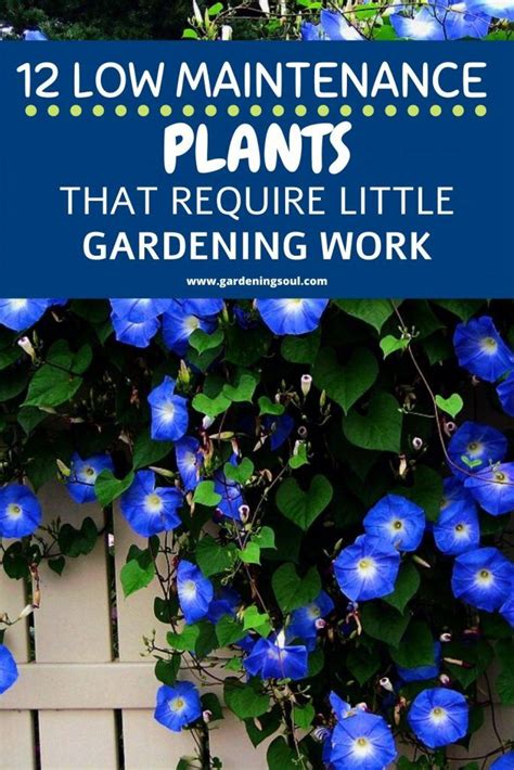 12 Low Maintenance Plants That Require Little Gardening Work Low
