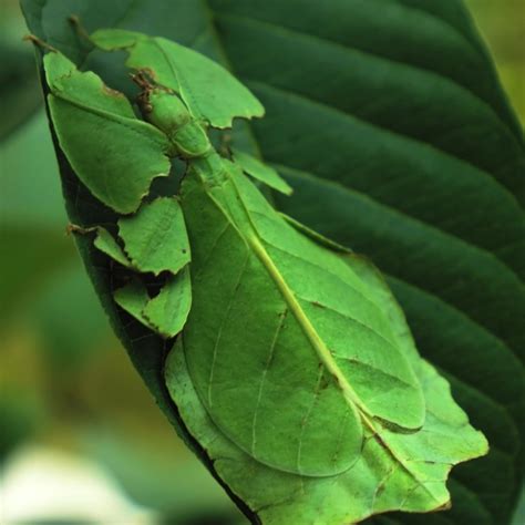 Bbc Earth Camouflaged Leaf Insect