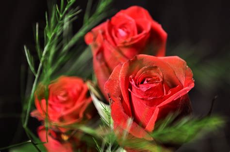 Romantic Beautiful Red Rose