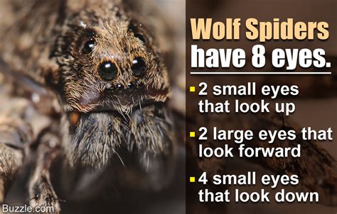 Astounding Facts About Wolf Spiders Thatll Leave You Awestruck
