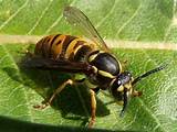 Yellow Jacket Wasp Pictures