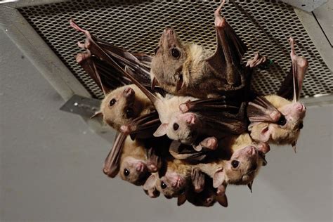 Johns Hopkins Professor Talks About How She Finds Bats For Her Lab—and