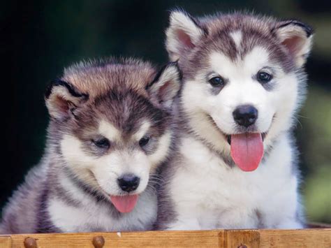 Home → about siberian huskies → red and white husky puppy for sale. Rules of the Jungle: Siberian husky puppies