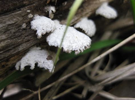 Walk In Se Louisiana Mushroom Hunting And Identification Shroomery