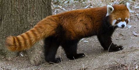 Chinese Mutant Cat Looks Like A Red Panda