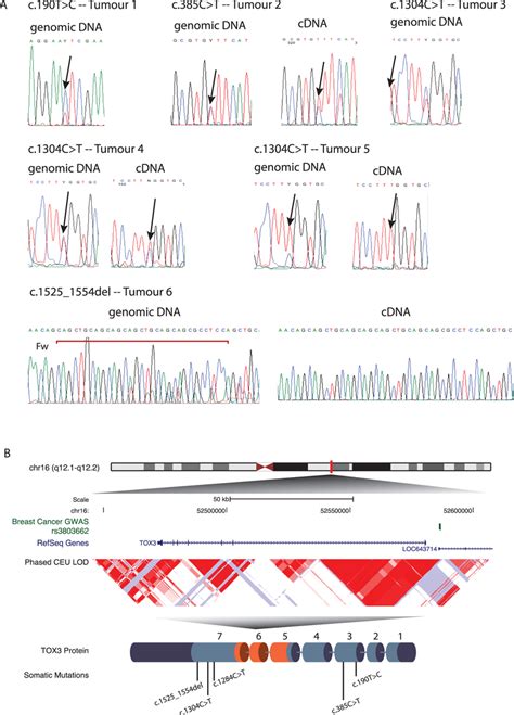 Tox3 Mutations In Primary Breast Tumours A Direct Sequencing Profiles