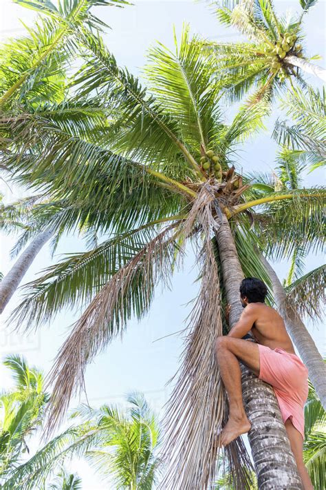 Man Climbing Coconut Tree Pagudpud Ilocos Norte Philippines Stock