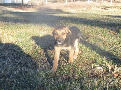 Rogue Australian Cattle Dog And Beagle Hybrid Puppy For Sale In