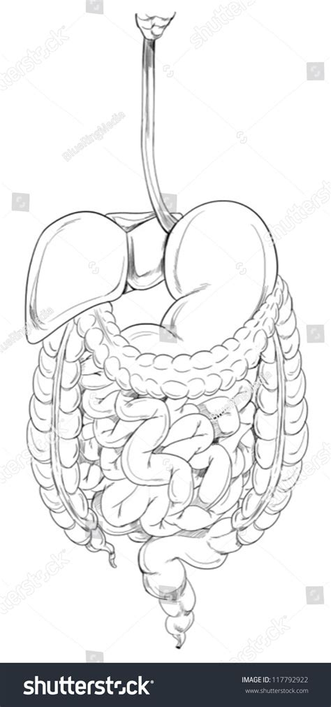 Outline Illustration Human Digestive System 库存矢量图（免版税）117792922