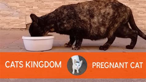 Feeding A New Pregnant Stray Cat Youtube