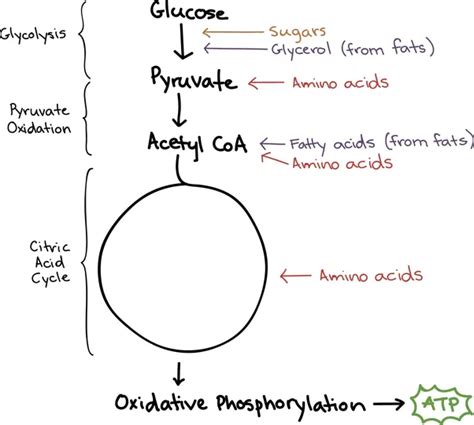 Make sure you get the right amount of each. How is 36 ATP produced in cellular respiration? - Quora