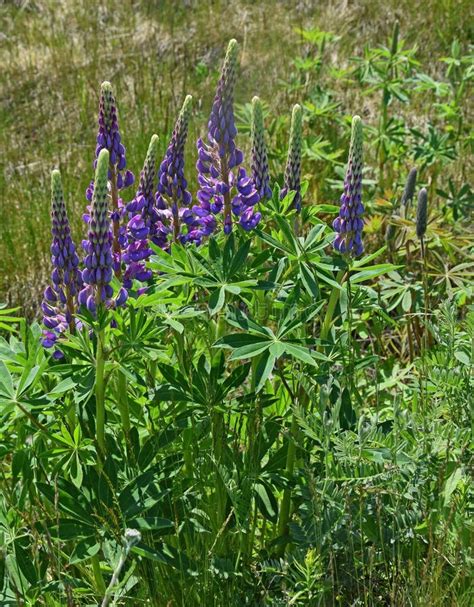 Purple Lupine Flowers In The Meadow Stock Image Image Of Field