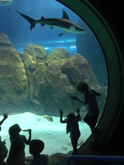 4 Ways To Experience Sharks At Adventure Aquarium