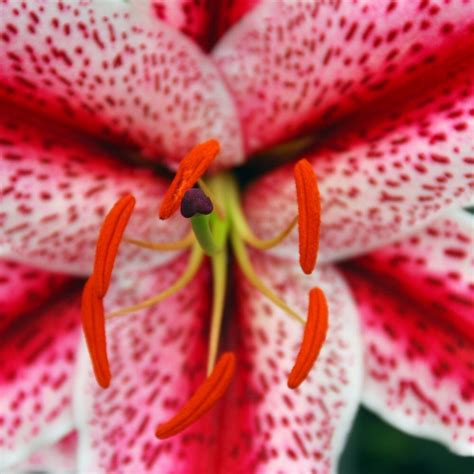 Buy Oriental Lily Bulb Lilium Tigerwoods £299 Delivery By Crocus