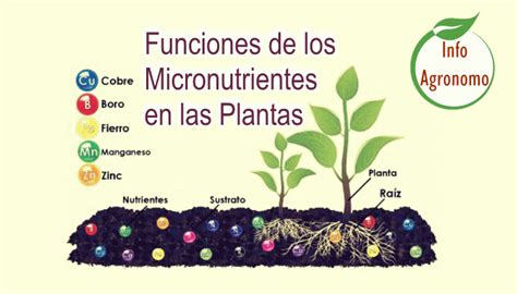 Micronutrientes En La Fisiologia De Las Plantas Infoagronomo