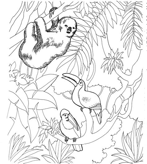 Animals picture, animals colouring, animols, animalls, animailsbaby animals, baby animals, baby animals detailreal animals, cute animal, cute animals. Free Sloth Coloring Pages