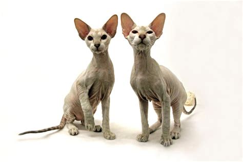 Peterbald Cat Breed Profile Characteristics And Care