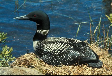Free Picture Common Loon