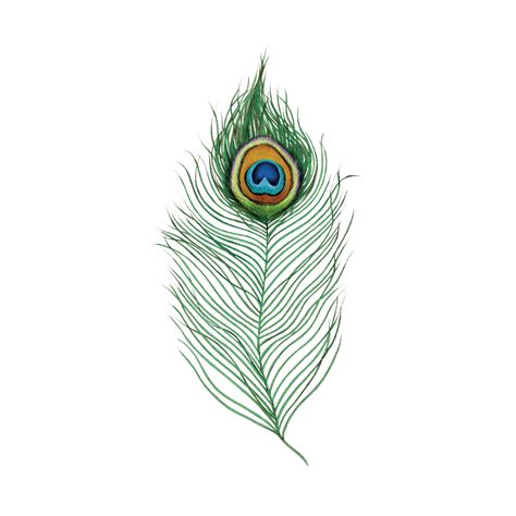 peacock feather by berkley illustrations tattly temporary tattoos