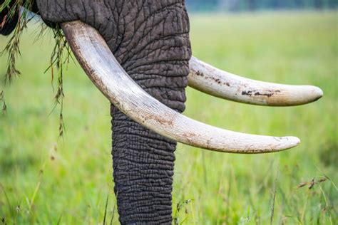48100 Elephant Tusk Stock Photos Pictures And Royalty Free Images Istock
