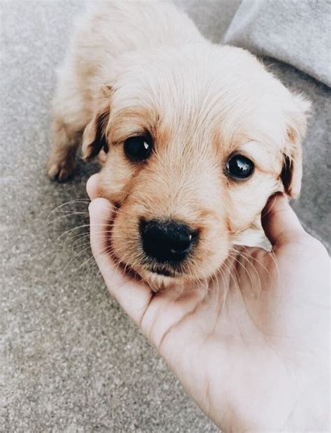 Pinterest Sunnydayspetaccessories Puppies Cute Baby Animals