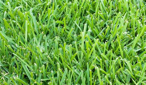 The Best Drought Tolerant Grasses In Texas Smart Earth Sprinklers