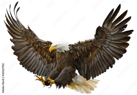 Bald Eagle Swoop Landing Hand Draw And Paint On White Background Vector