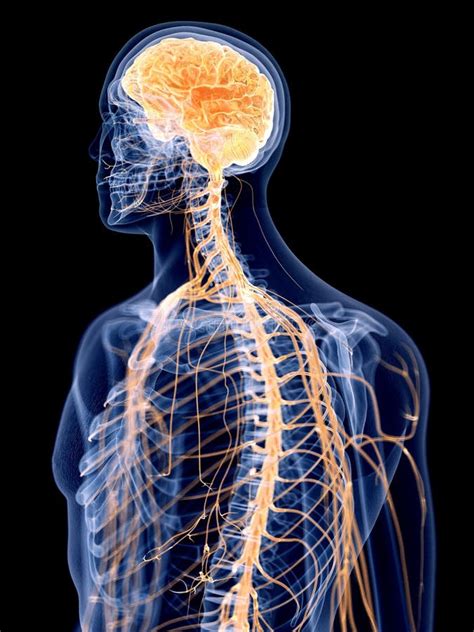 Anatomia Del Sistema Nervoso Della Testa Umana Con La Gola