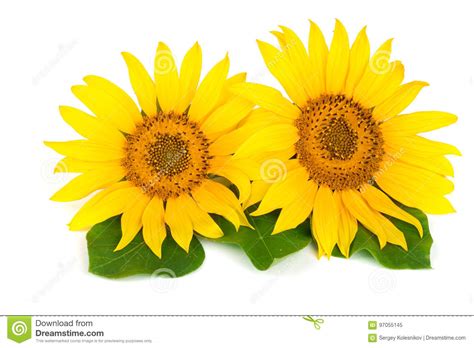 Two Sunflowers With Leaves Isolated On White Background Stock Image