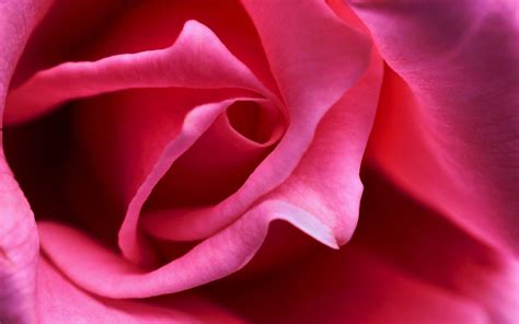 Pink Rose Backgrounds Wallpaper Cave