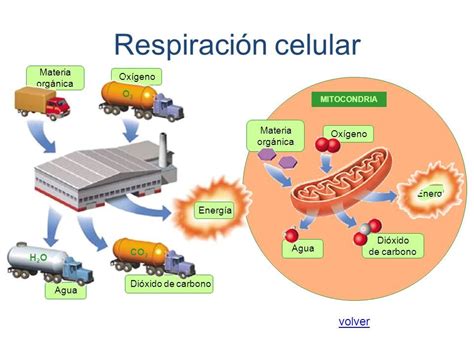 RespiraciÓn Celular Respiracion Celular Fotosintesis Y Respiracion