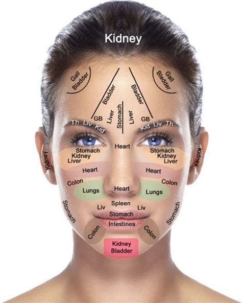 Face Mapping According To Traditional Chinese Medicine