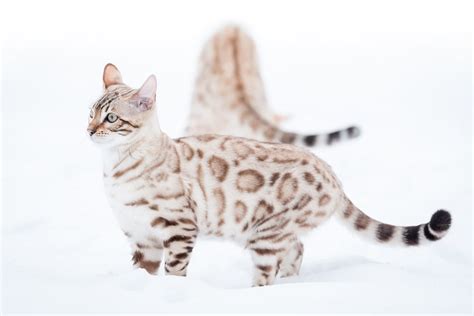 Bengal cats were first recognized as an experimental breed by tica in 1983 and received full recognition in 1993. Owning a Snow Bengal Cat: Everything You Need to Know ...