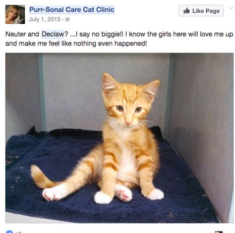 Do you plan to have the adopted cat declawed?* have you ever given up a pet for adoption or surrendered an animal to an animal shelter, pound, or rescue organization before?* Declawed Ragdoll Cat For Adoption - The W Guide