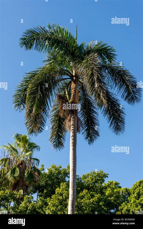 Cuban Royal Palm Tree High Resolution Stock Photography And Images Alamy