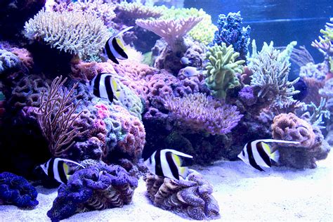 White and black striped with. Heniochus diphreutes - WMAS Message Board