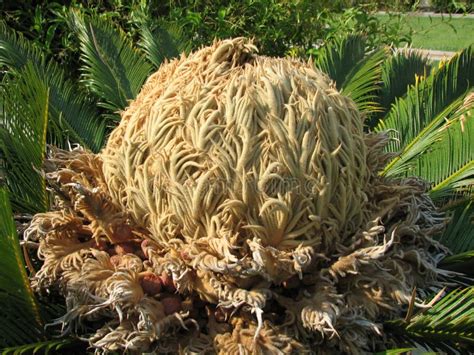 Head Of A Sago Palm Tree Stock Image Image Of Flora 98284265