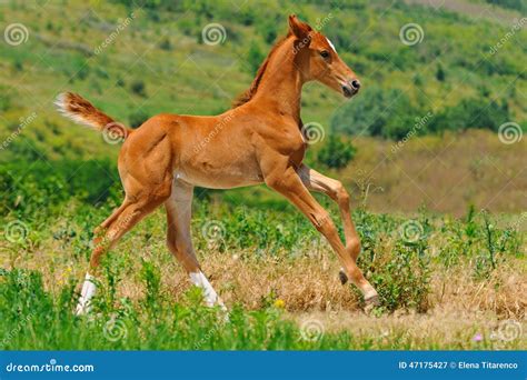 Galloping Chestnut Foal In Summer Field Stock Image Image Of Baby