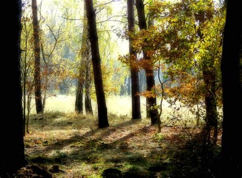 November Forest Halina P Flickr