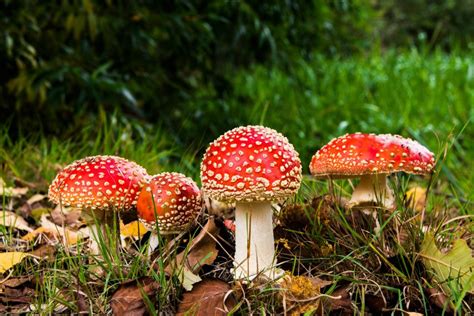 How To Identify Poisonous Mushrooms To Dogs Caudle Vet Clinic