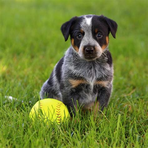 5 Things To Know About Blue Heeler Puppies Greenfield